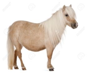 8210609-Palomino-Shetland-pony-Equus-caballus-3-years-old-standing-in-front-of-white-background-Stock-Photo