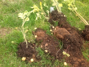 We pulled up some of our potatoes.