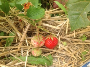 Our strawberries are turning red.